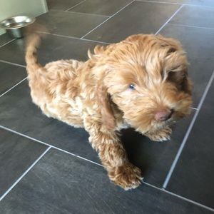 Meet your Posher, Tracey